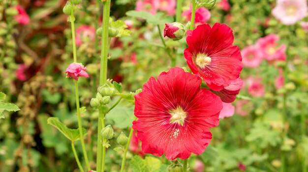 Red Hollyhocks flower in a garden.