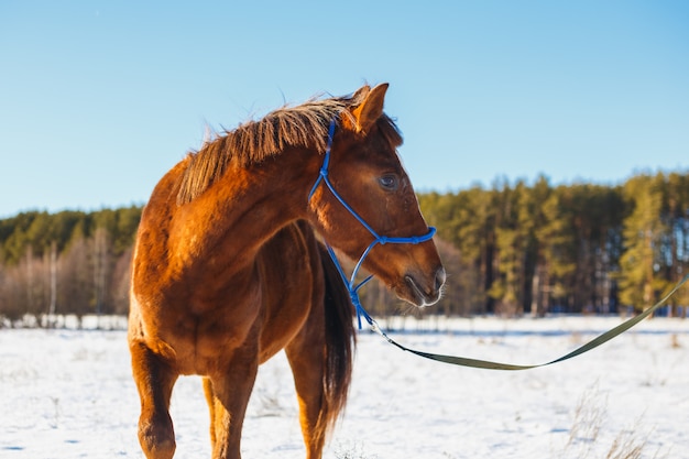 Красная лошадь в зимнем снежном поле