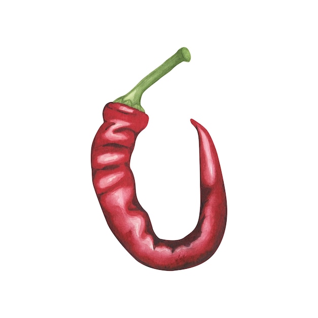 Red hot chili peper Aquarel illustratie verse vegetabl paprika pod koken Geïsoleerd op wit Kunst voor design