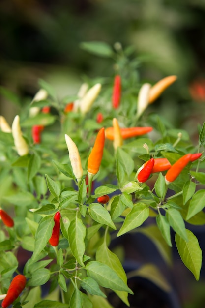 Red hot chili peppers aan de boom in de natuur