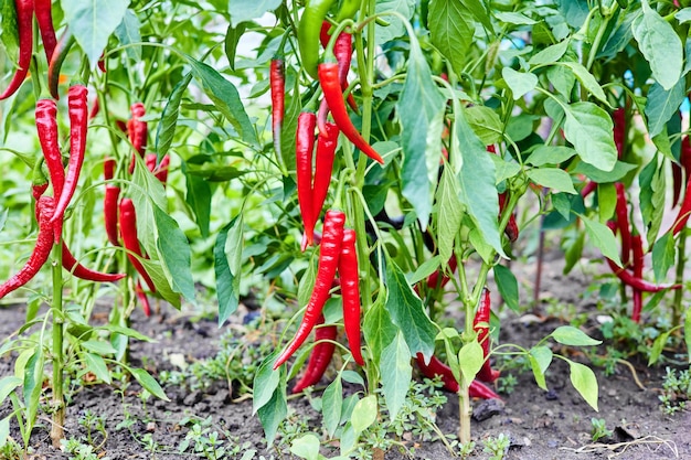 Red hot chilli peppers grows on a bush in the vegetable garden