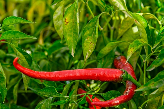 Red hot pepper hanging on the plant in a greenhouse