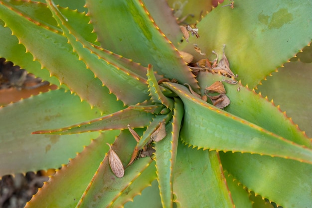 남아프리카 열대 식물의 Red Hot Poker Aloe Arborescens Aloeacceae