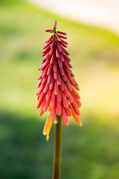 Foto red hot poker primula fiori in giardino naturale