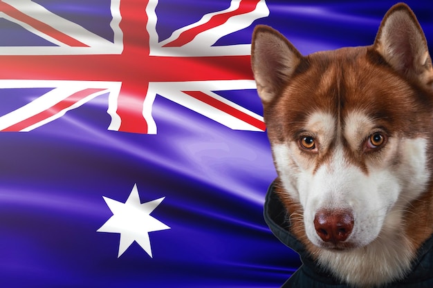 Red husky dog on the background of the flag of Australia