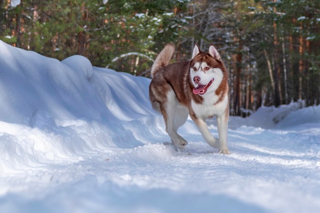 Red husky dog is playing in the snow. Siberian husky dog runs on snowy road in the winter sunny park.