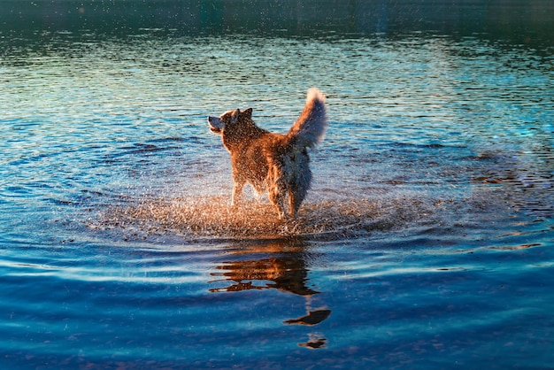 晴れた夏の暖かい夜に赤いハスキー犬が川で泳ぐ