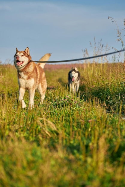 公園の散歩に赤いハスキー犬はひもにつないで晴れた夜を歩く