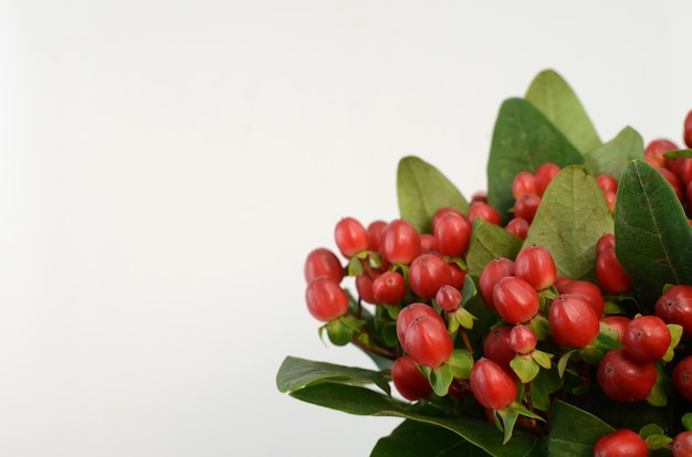 Red Hypericum berries