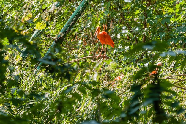 Red ibis basks in the sun