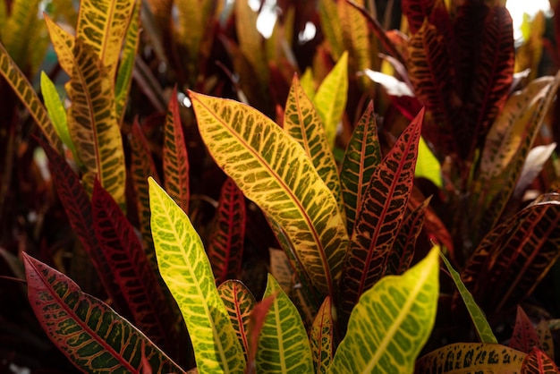 Red Iceton 유형의 Fire croton 또는 codiaeum variegatum 단풍 따뜻한 햇빛에 빛나는 잡색의 croton의 좁은 잎 녹색 빨간색 주황색과 노란색 얇은 모양