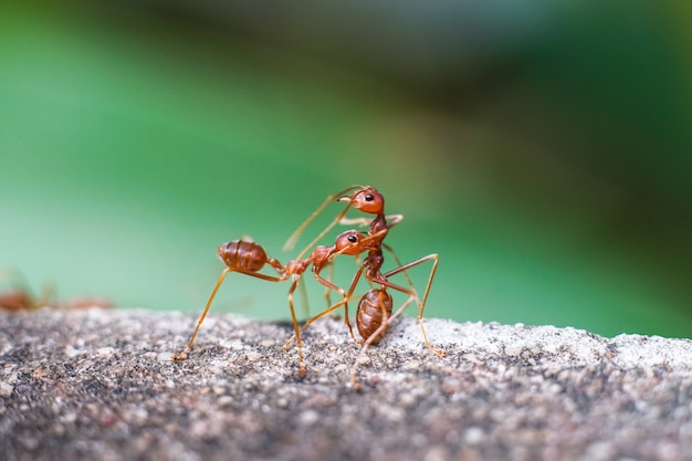 Foto formica del fuoco importata rossa azione della formica del fuoco