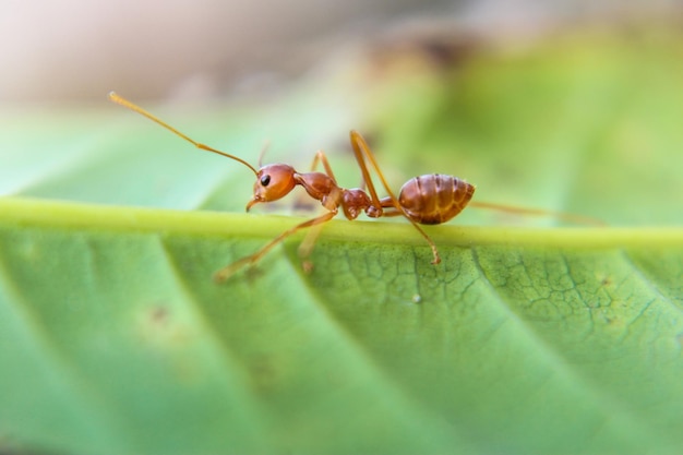 Red imported fire antAction of fire ant