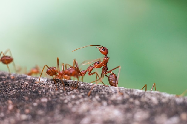 Red imported fire antAction of fire ant