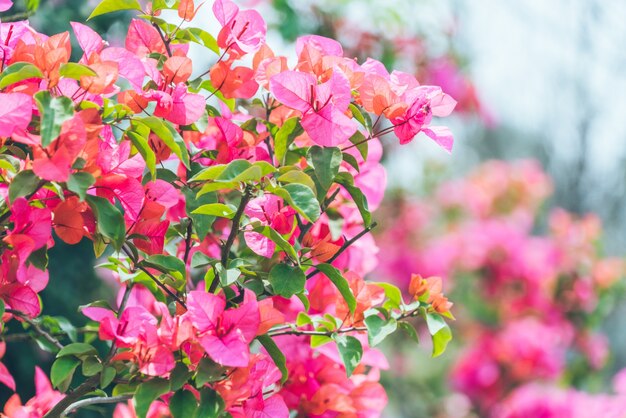 Red Indian red flowers