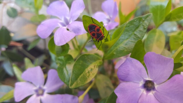 Red insect on purple flowering plants