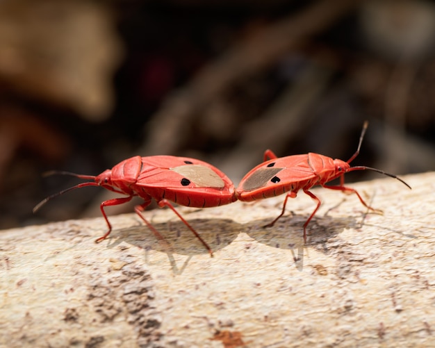 Фото Красные насекомые размножаются на ветвях крупным планом