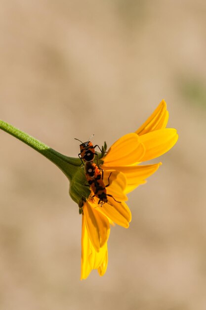 Red insects on a yellow flower