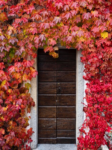 Foto ivy rossa su una facciata di un edificio