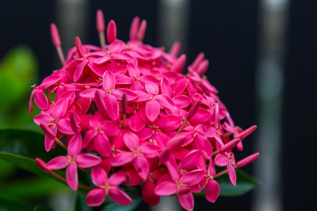 Fiore rosso di ixora coccinea ม natura