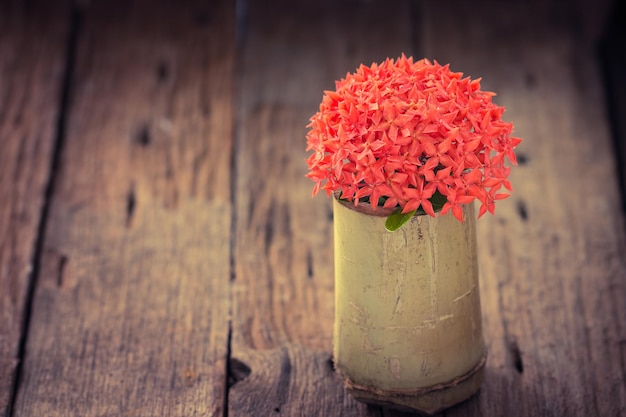 Red Ixora flower