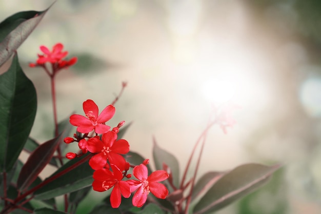 Fiori rossi di ixora su sfondo natura sfocato con spazio di copia