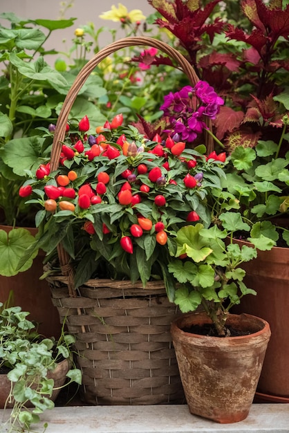 Red jalapeno peppers grow in decorative wicker basket at home garden