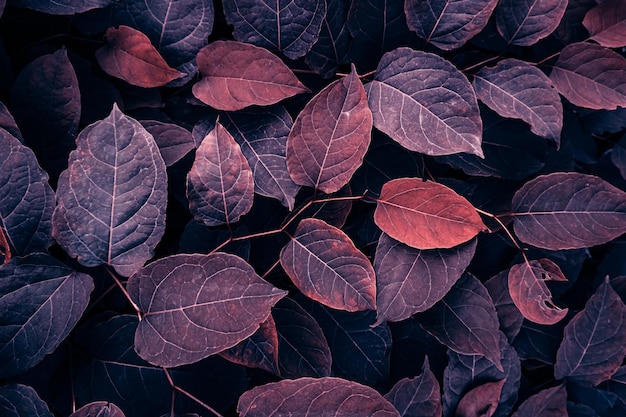 red japanese knotweed plant leaves in autumn season