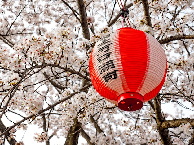 사진 백그라운드에서 벚꽃 나무에 빨간 일본 램프 요령.