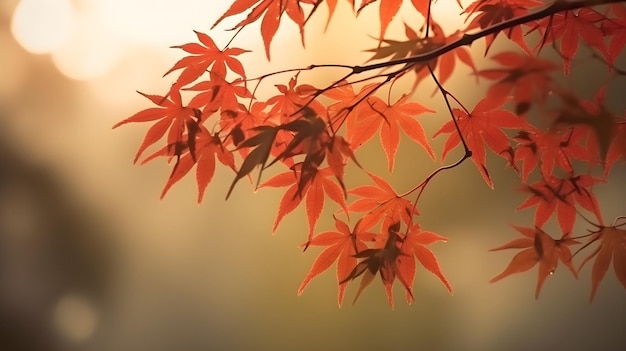 Red Japanese maple leaves branch in a tree with copy space for background and backdrops