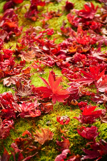 Red Japanese maple leaves on fresh green moss floor.