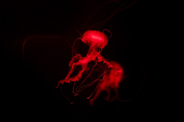 Red Jelly fish on black isolated background