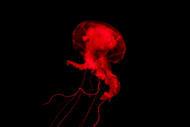 Red Jelly fish on black isolated background