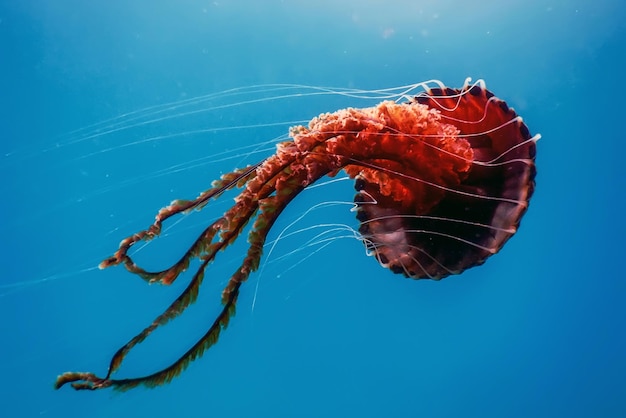 Red jellyfish dancing in the blue ocean water, compass jellyfish, wildlife