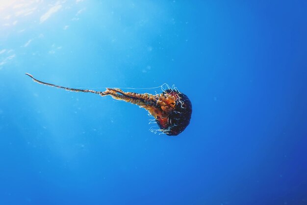 Red jellyfish dancing in the blue ocean water compass jellyfish