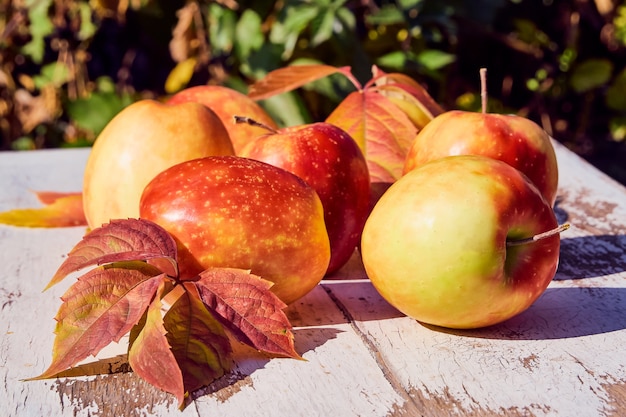 Red juicy ripe apples on an old wooden table against the background of autumn nature