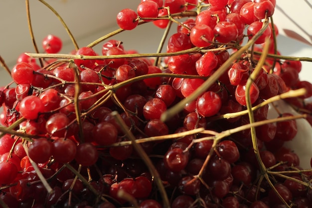 Foto ramo di viburno succoso rosso al sole ingrediente per il tè per malattie da raffreddore