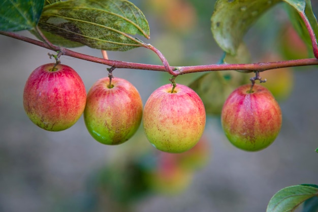 Photo red jujube fruits or apple kul boroi on a branch in the garden shallow depth of field