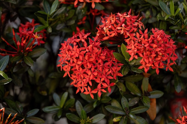 Red Jungle Flame Plant Flower of the genus Ixora