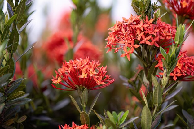 写真 イクソラ属の赤いジャングルフラーム植物の花