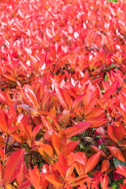 The red justblooming leaves of the Japanese Pieris bush beautiful screensaver