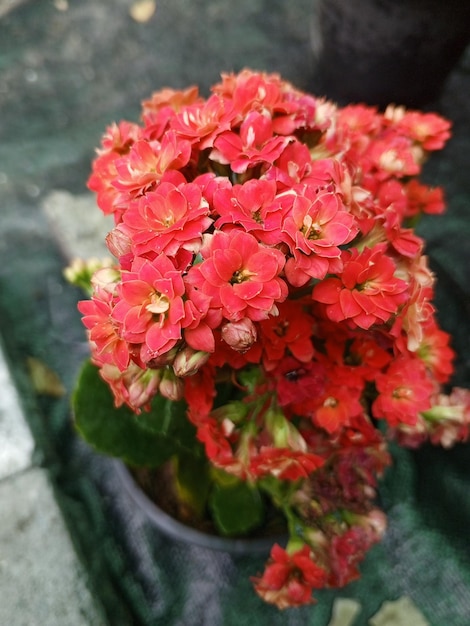 Photo red kalanchoe plant with pot