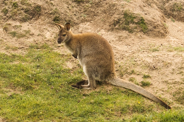 Foto canguro rosso dal mammifero dello zoo dall'australia interessante per osservare questi animali