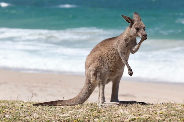 사진 오스트레일리아 해변 에 있는 은 <unk>거루