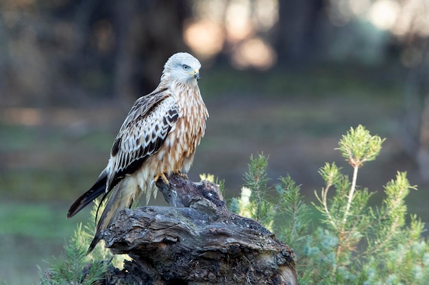 Red kite adult in a pine and oak forest with the last lights of the afternoon