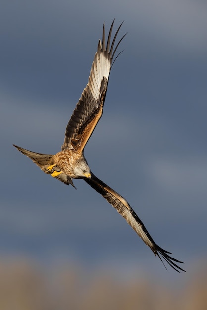 Red kite in flight in springtime in vertical shot