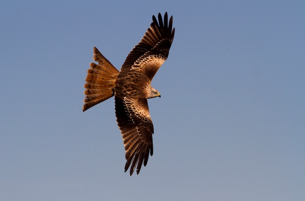 Red Kite flying, Milvus milvus, falcon, kite