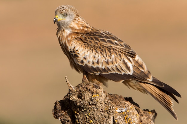 Red Kite, Milvus milvus, falcon, kite