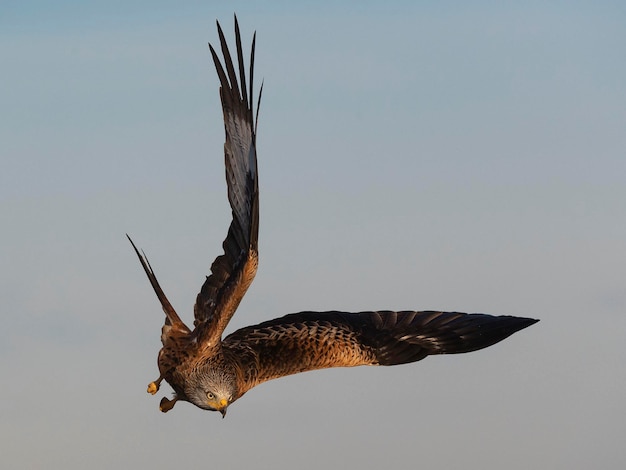 Red kite Milvus milvus Toledo Spain