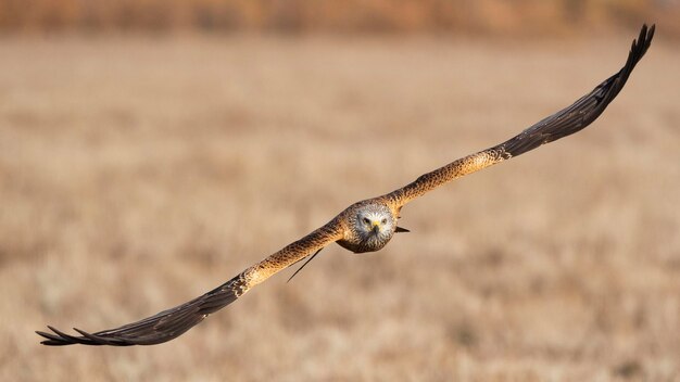 Red kite Milvus milvus Toledo Spain